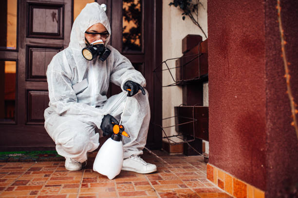 Reliable Wasp Removal contractor in Shelton, CT by Show Me Pest Control